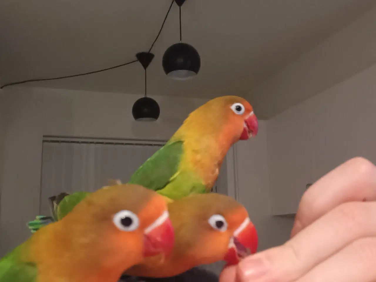 Billede 9 - 4 mdr. gamle dværgpapegøjerunger sælges 500 kr/stk