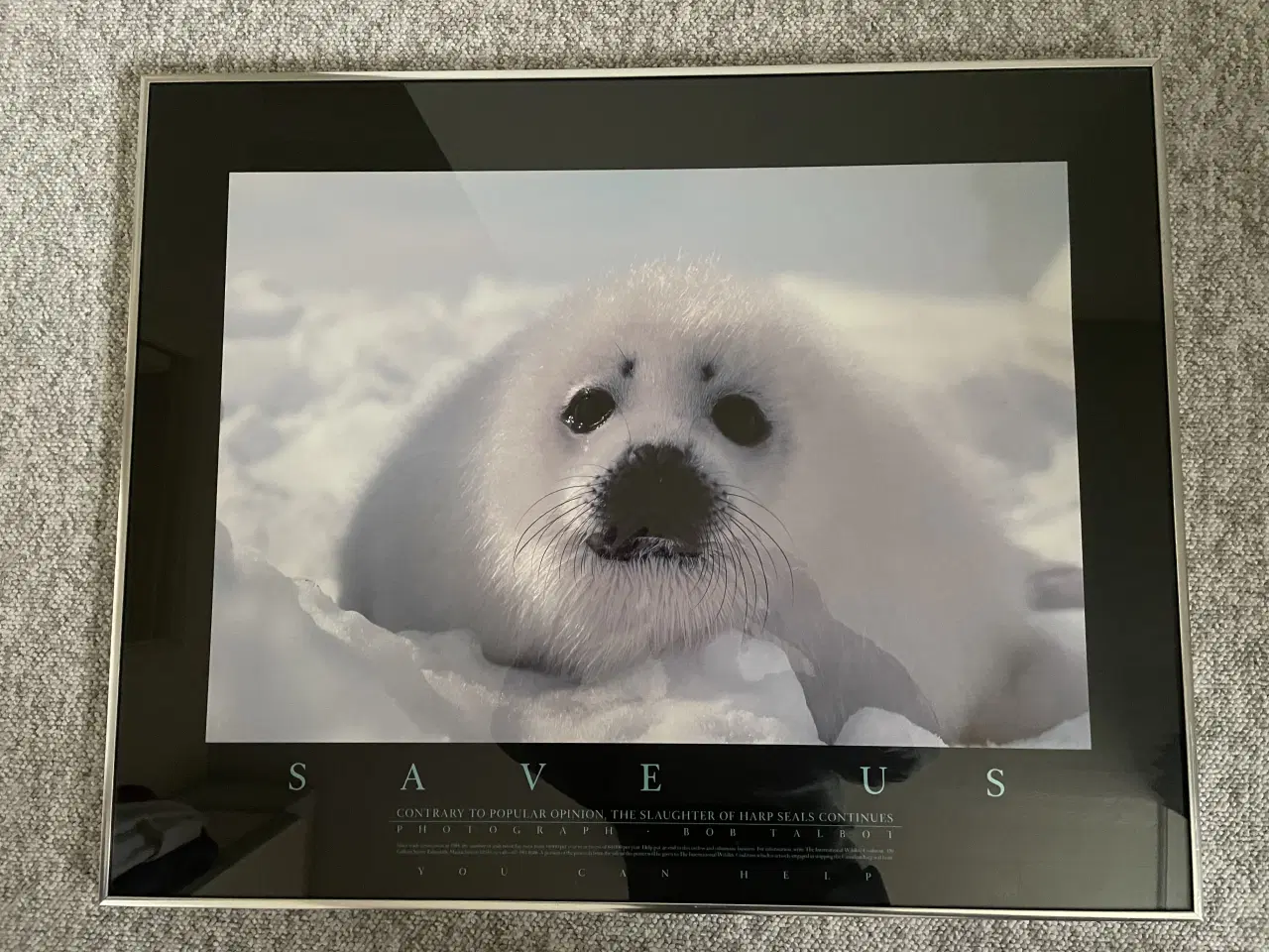 Billede 2 - Flot sælunge i alu-glasramme