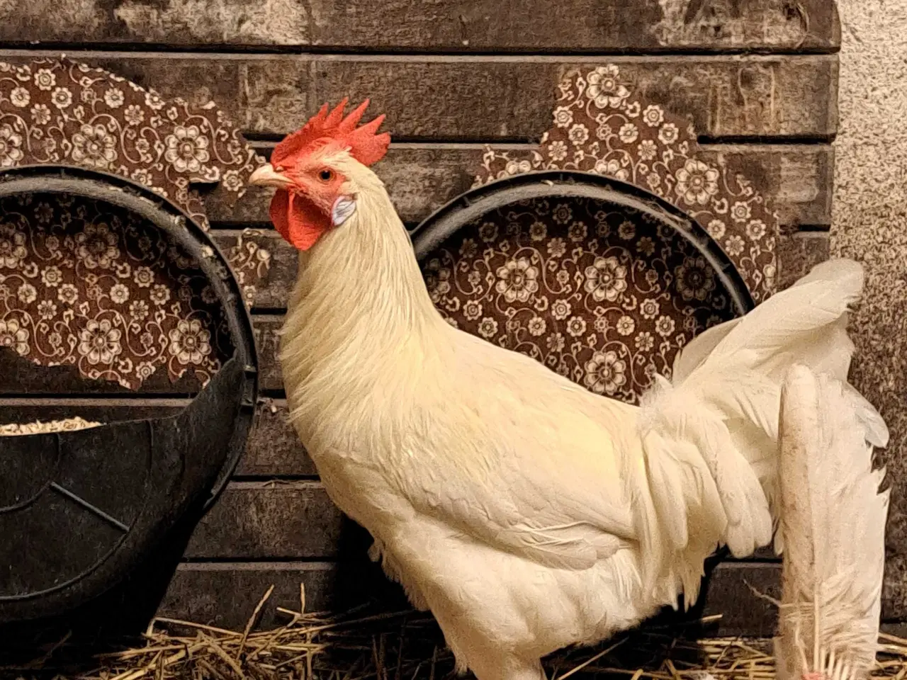 Billede 3 - 2 stk haner hvid italienere 