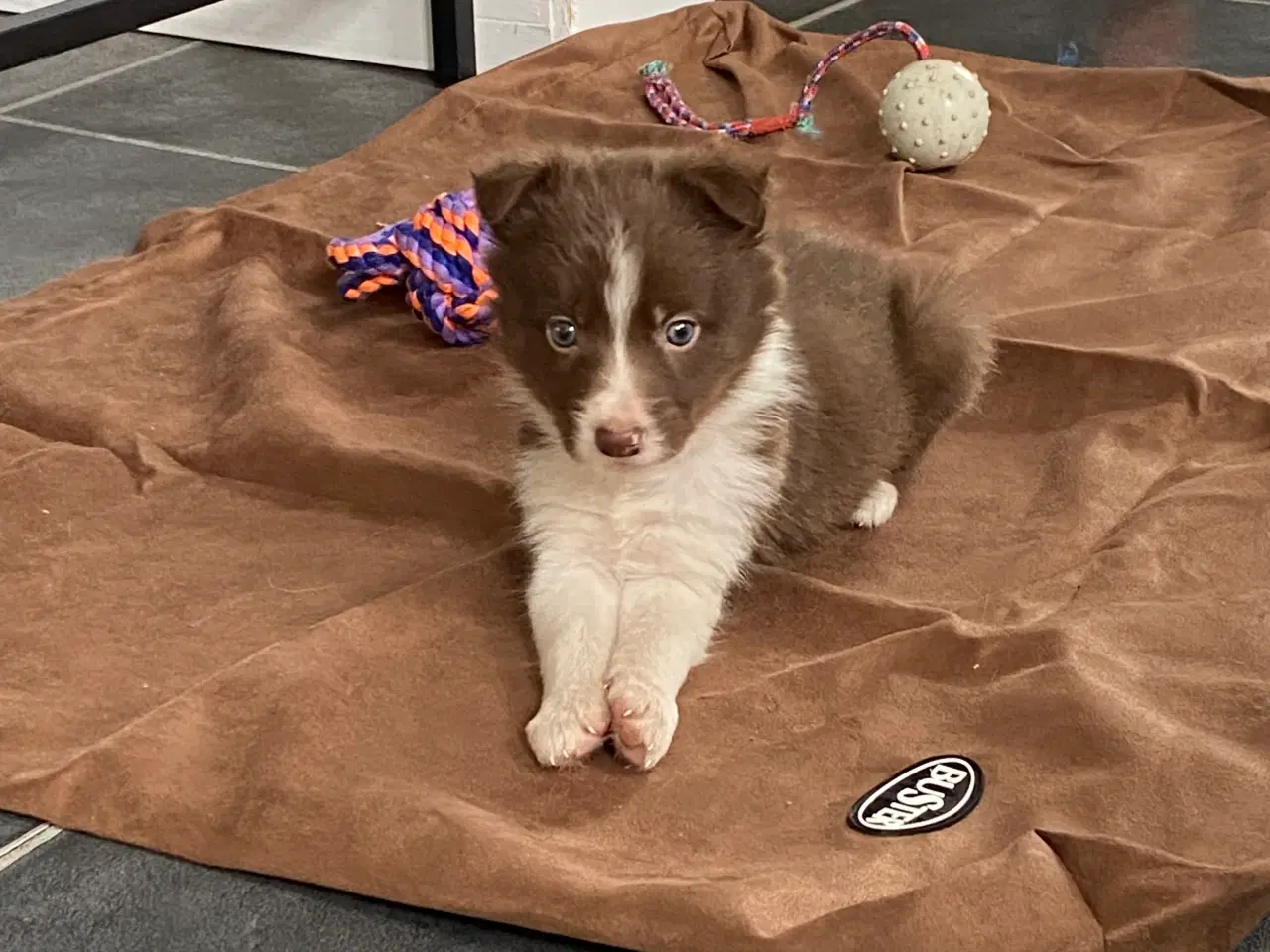 Billede 7 - Border Collie 