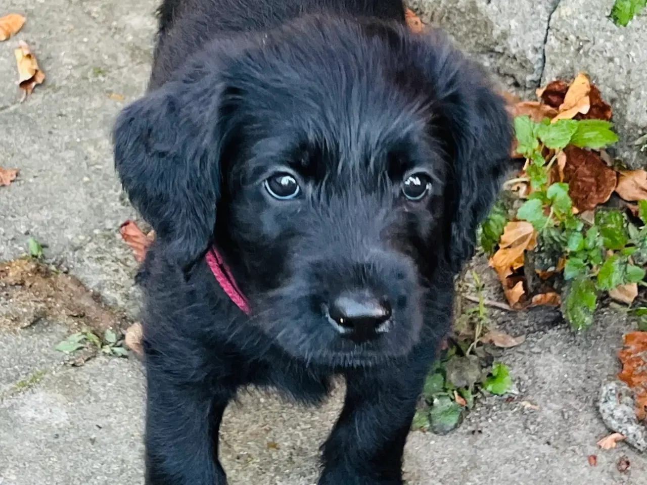 Billede 2 - Labradoodle-blandinger. 2 tæver tilbage ❤️🩷