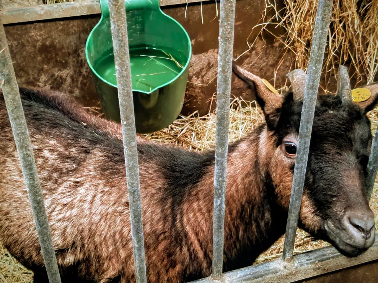 Billede 2 - Drægtig meget tyk gedemor