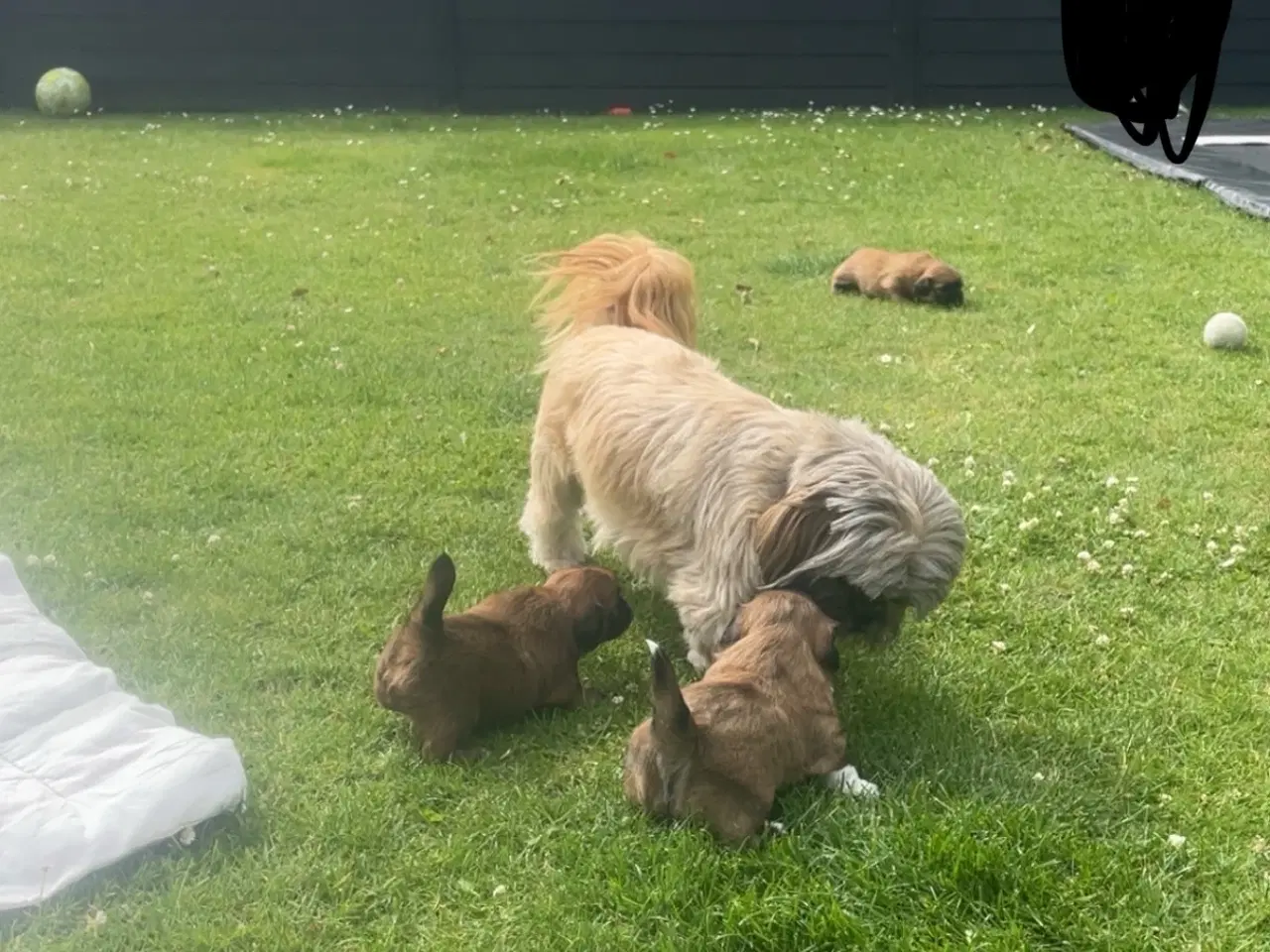 Billede 10 - Hvalpe- shizu/lhasa apso