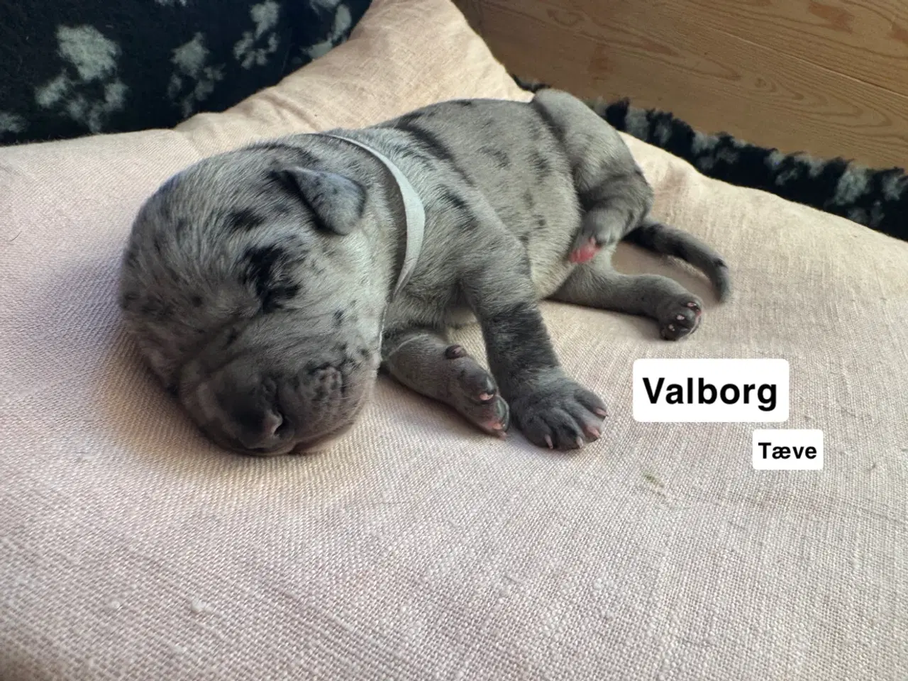 Billede 8 - Grand Danois hvalpe