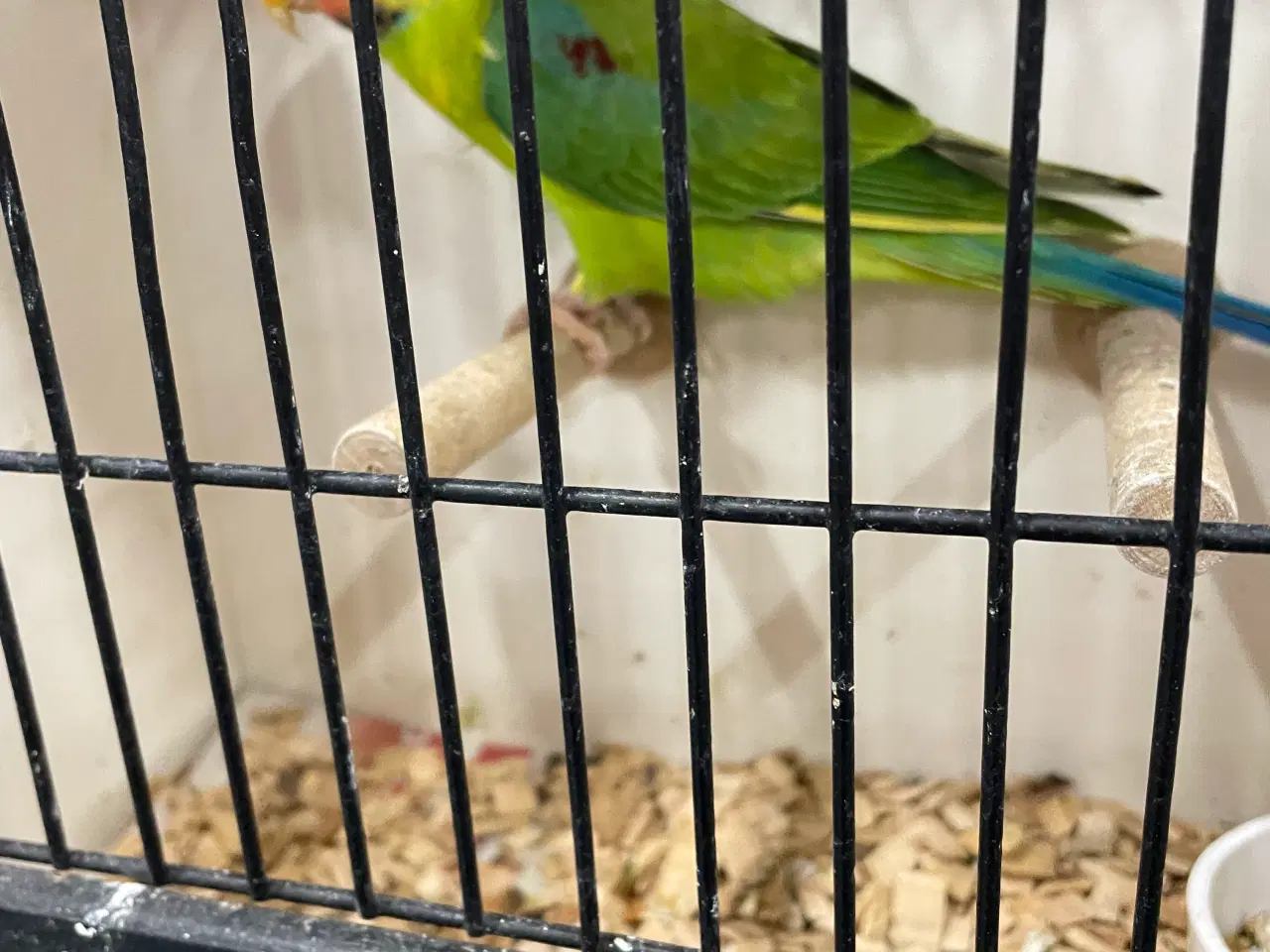 Billede 5 - Blommehoved