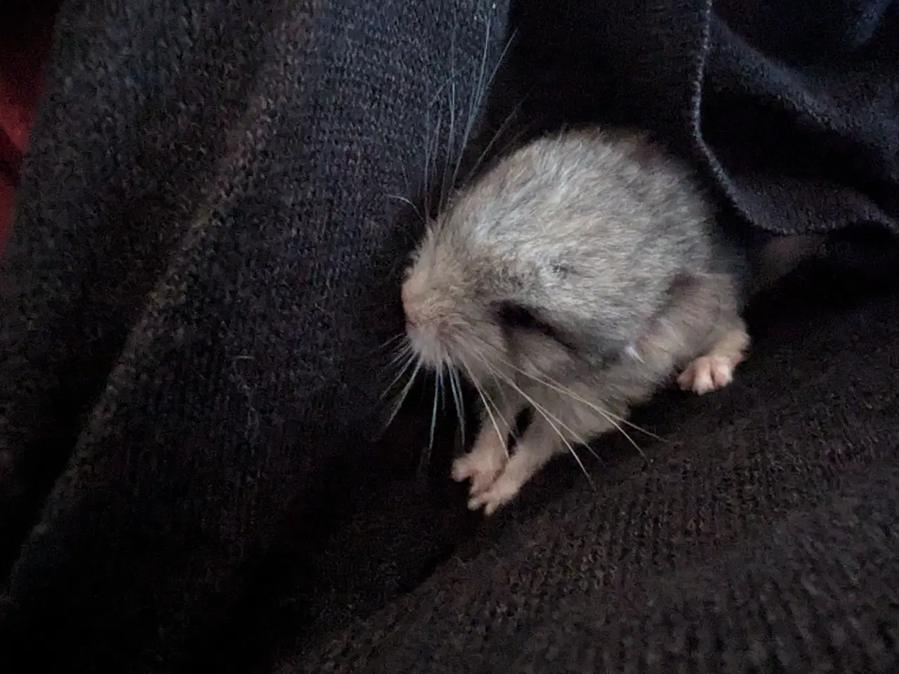 Billede 1 - Chinchilla mor og far med to unger 