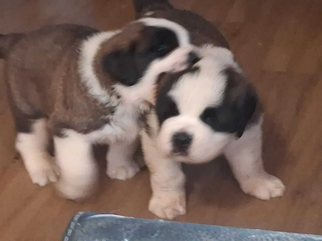 Billede 5 - Sankt bernhard valpe 