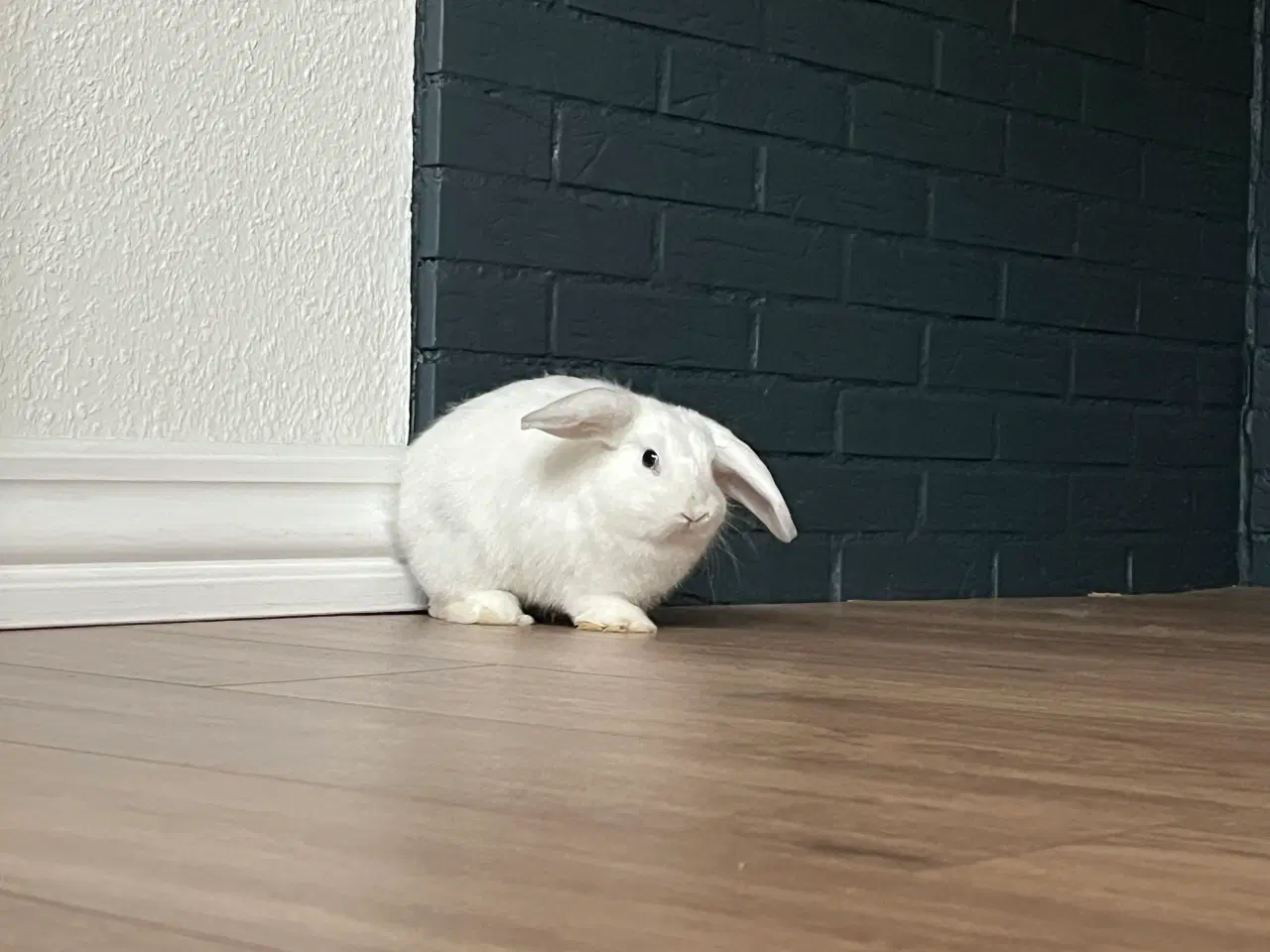 Billede 3 - Mini-lop unger 