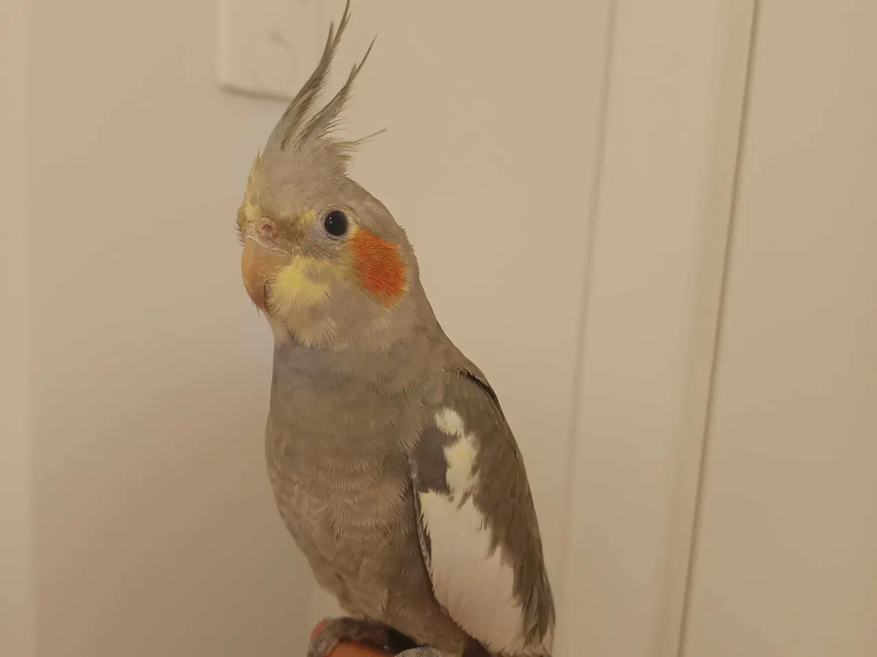 Billede 6 - Nymfeparakit o år