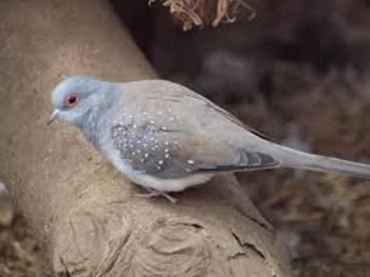 Billede 2 - Lille Cubafinker fra 25.