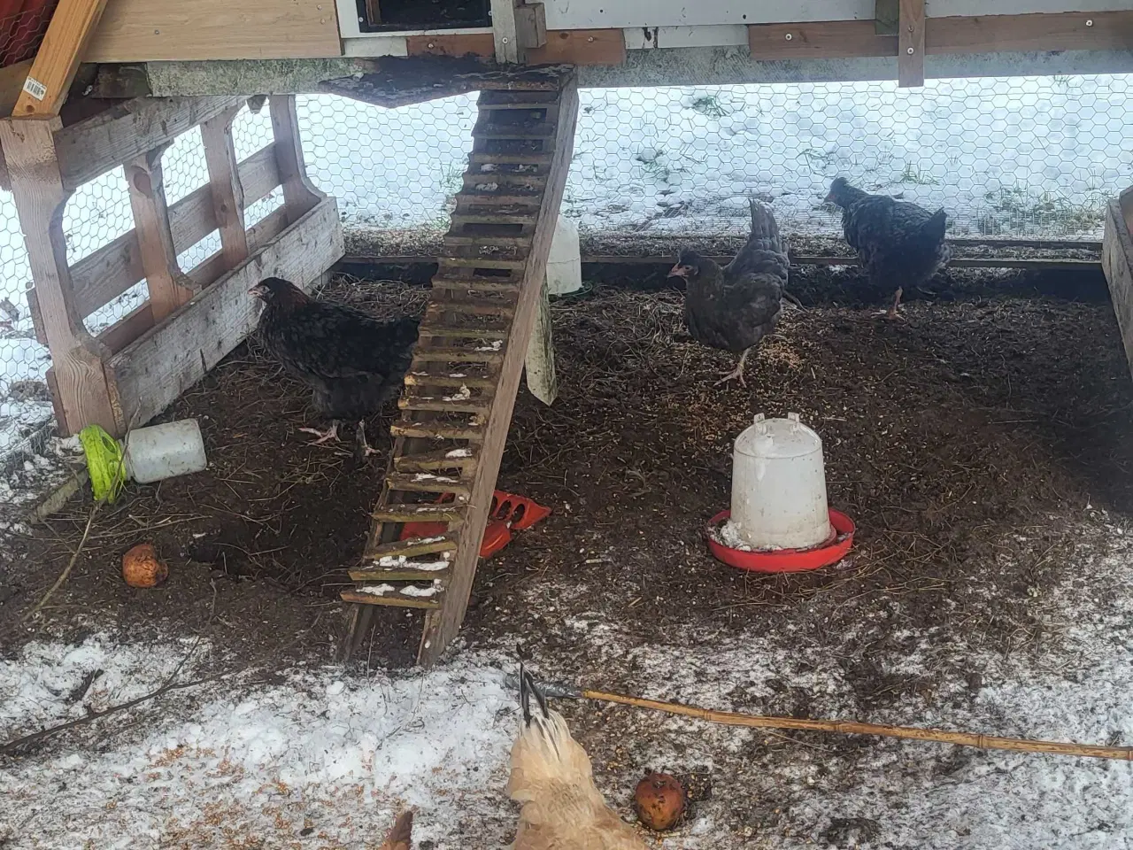 Billede 2 - Høns fra september 