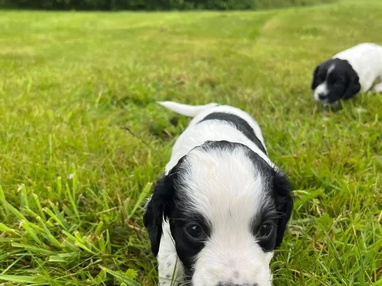 Billede 7 - Ft cocker spaniels hundehvalpe