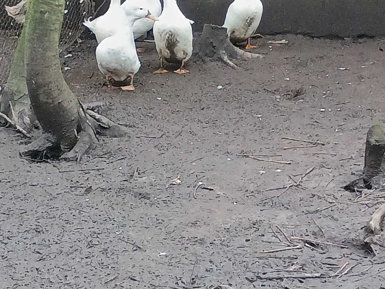 Billede 1 - Kejser ænder 1 , 4 