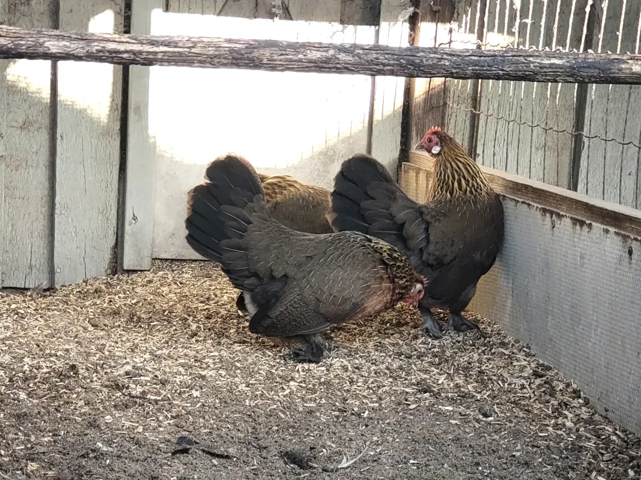 Billede 2 - Havehøns