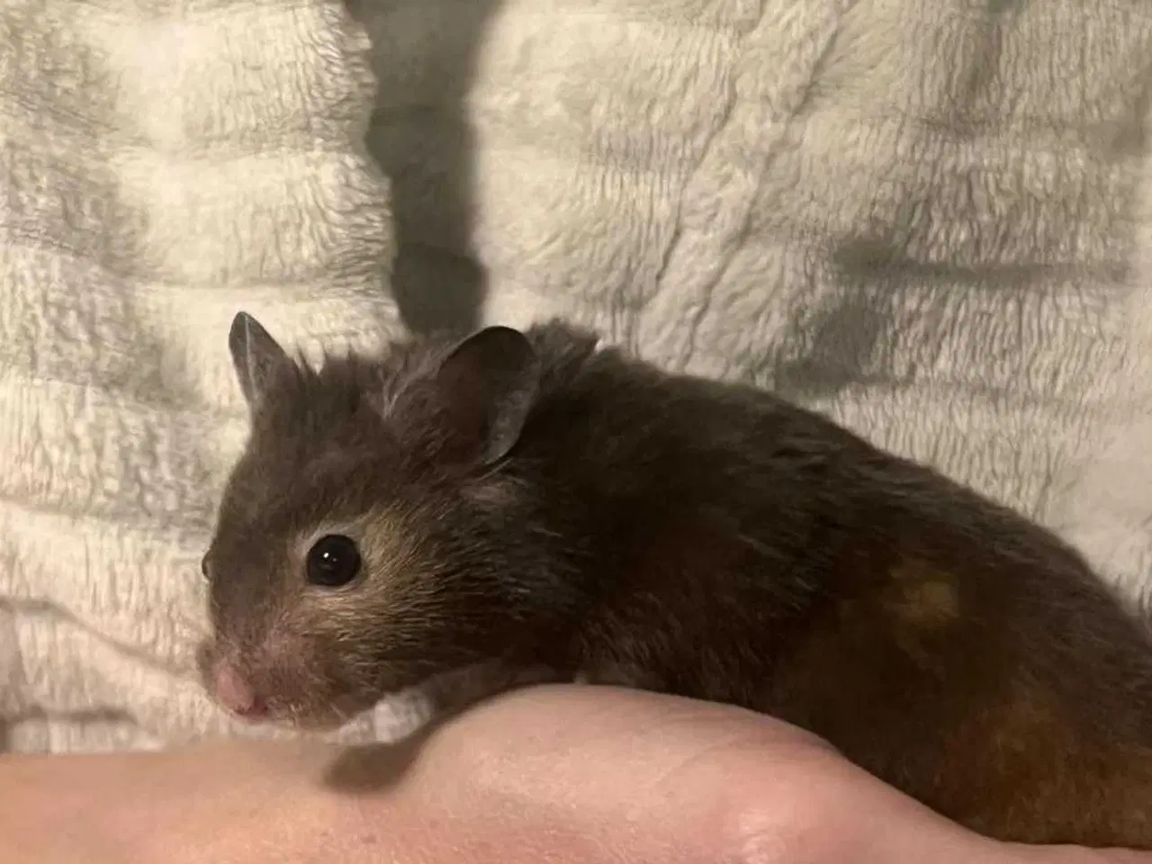 Billede 2 - Guldhamster unger