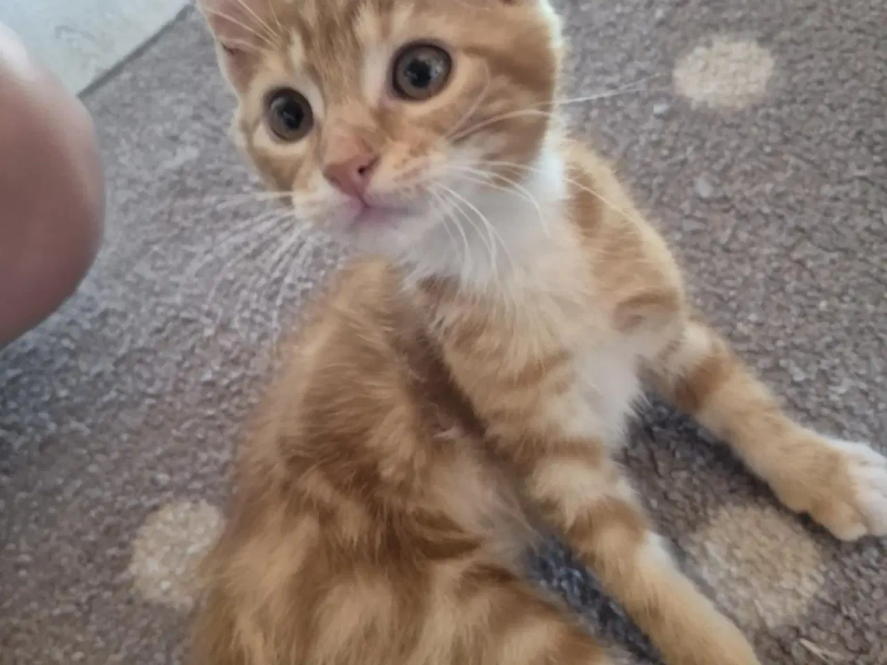 Billede 8 - Maine coon blanding 