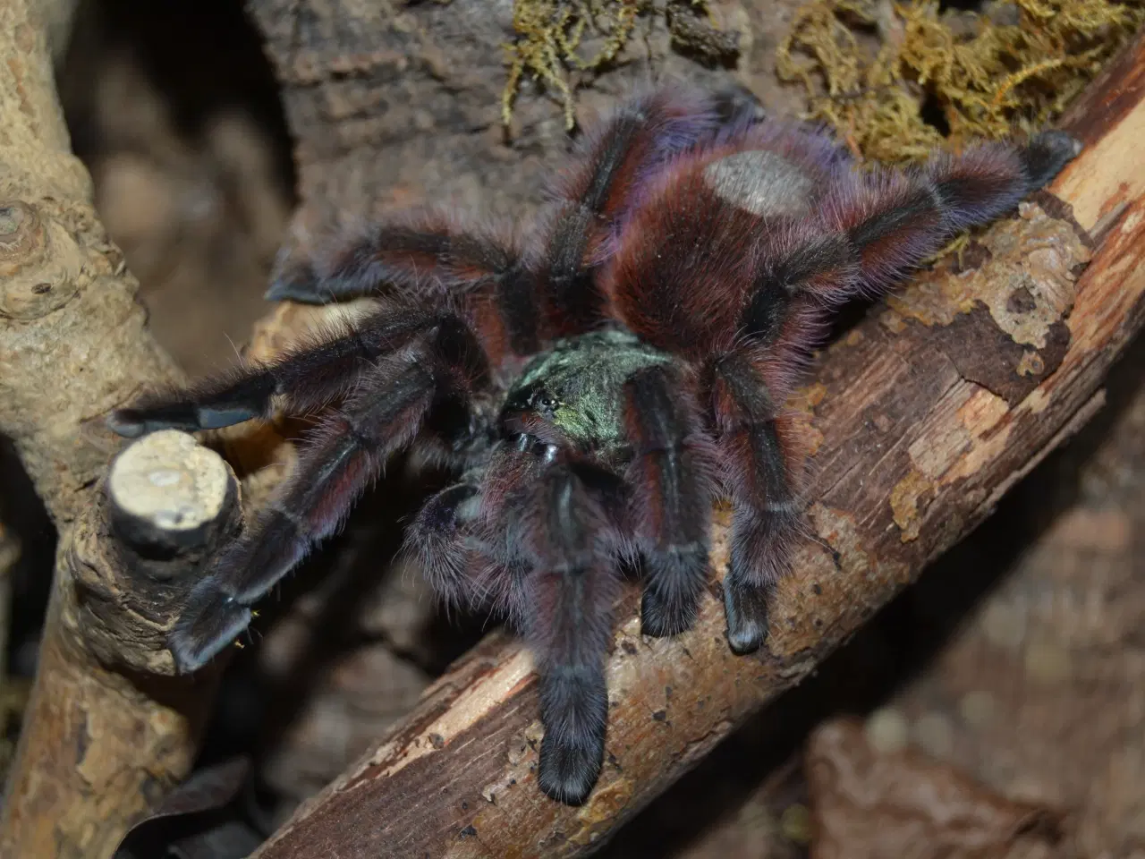 Billede 2 - Caribena versicolor 