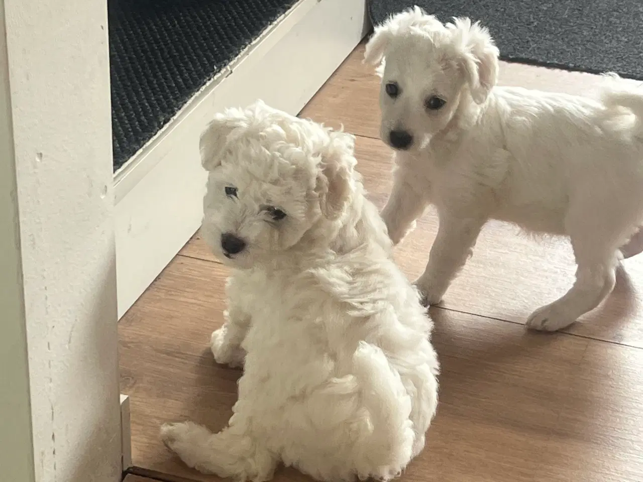Billede 14 - Malteser/ Bichon hvalpe 