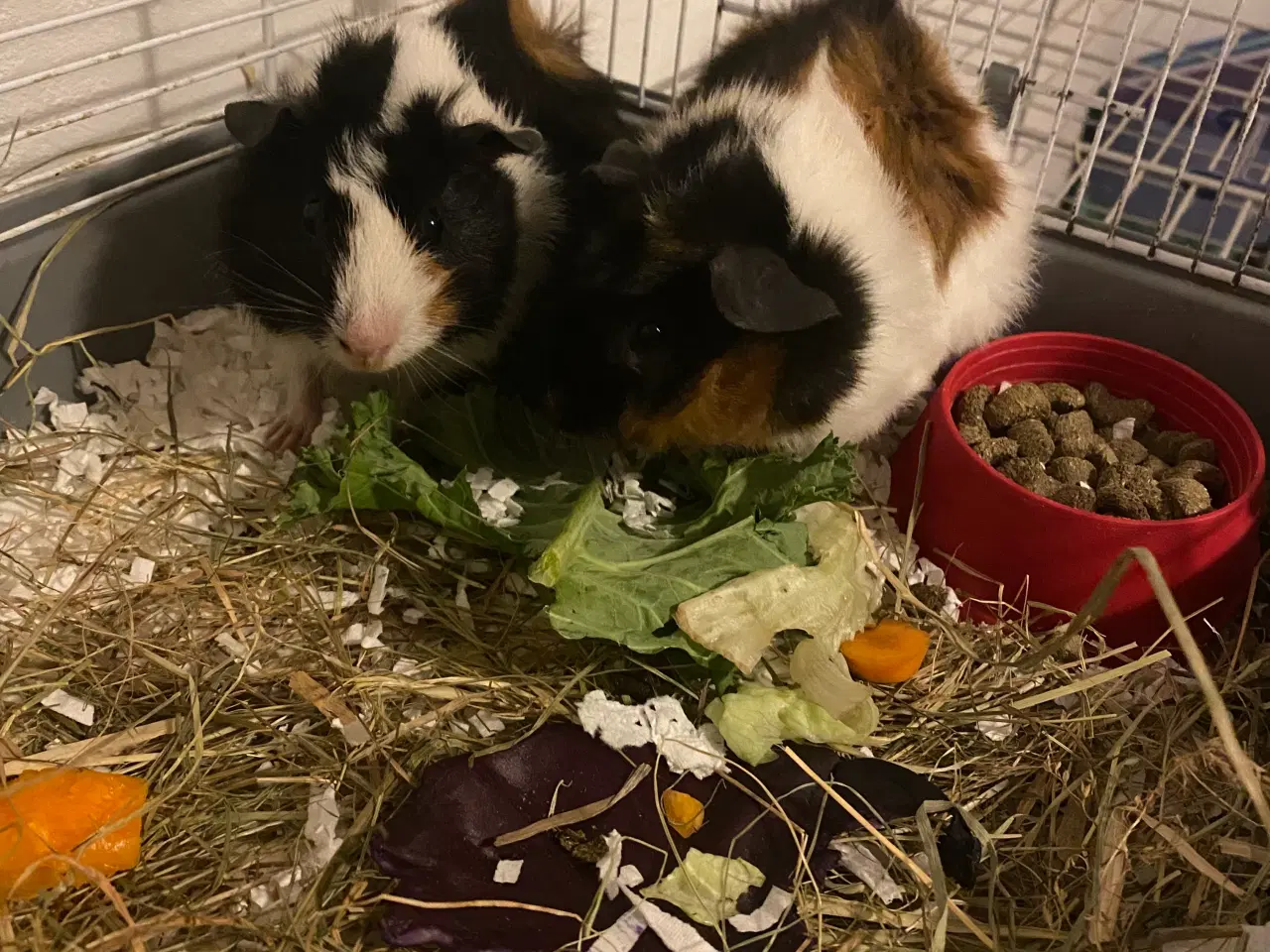 Billede 1 - 2 Hun marsvin 