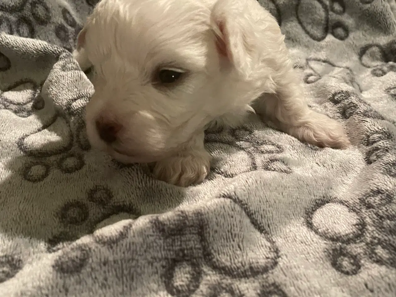 Billede 16 - Malteser hvalpe