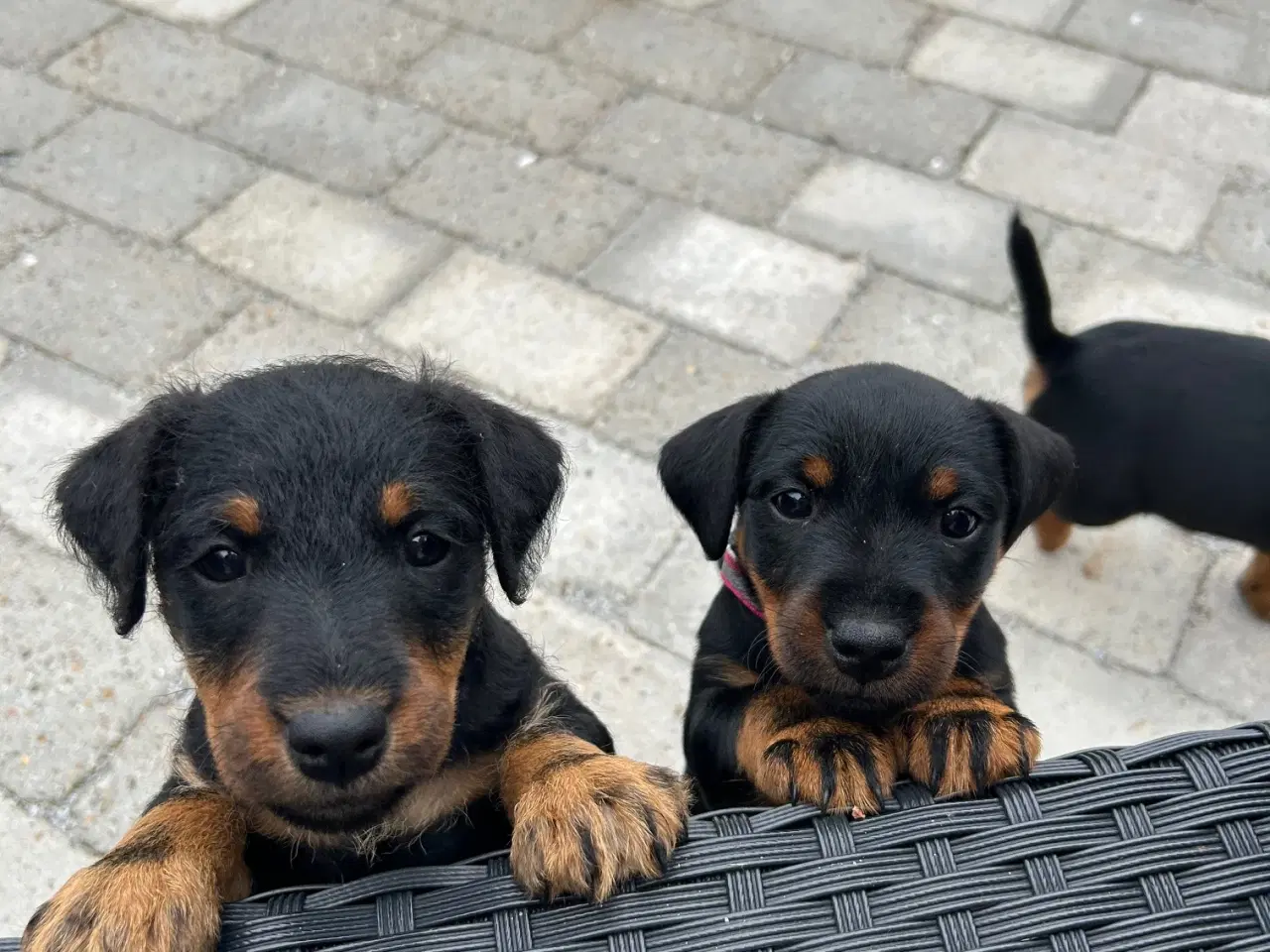 Billede 3 - Tysk jagtterrier hvalpe