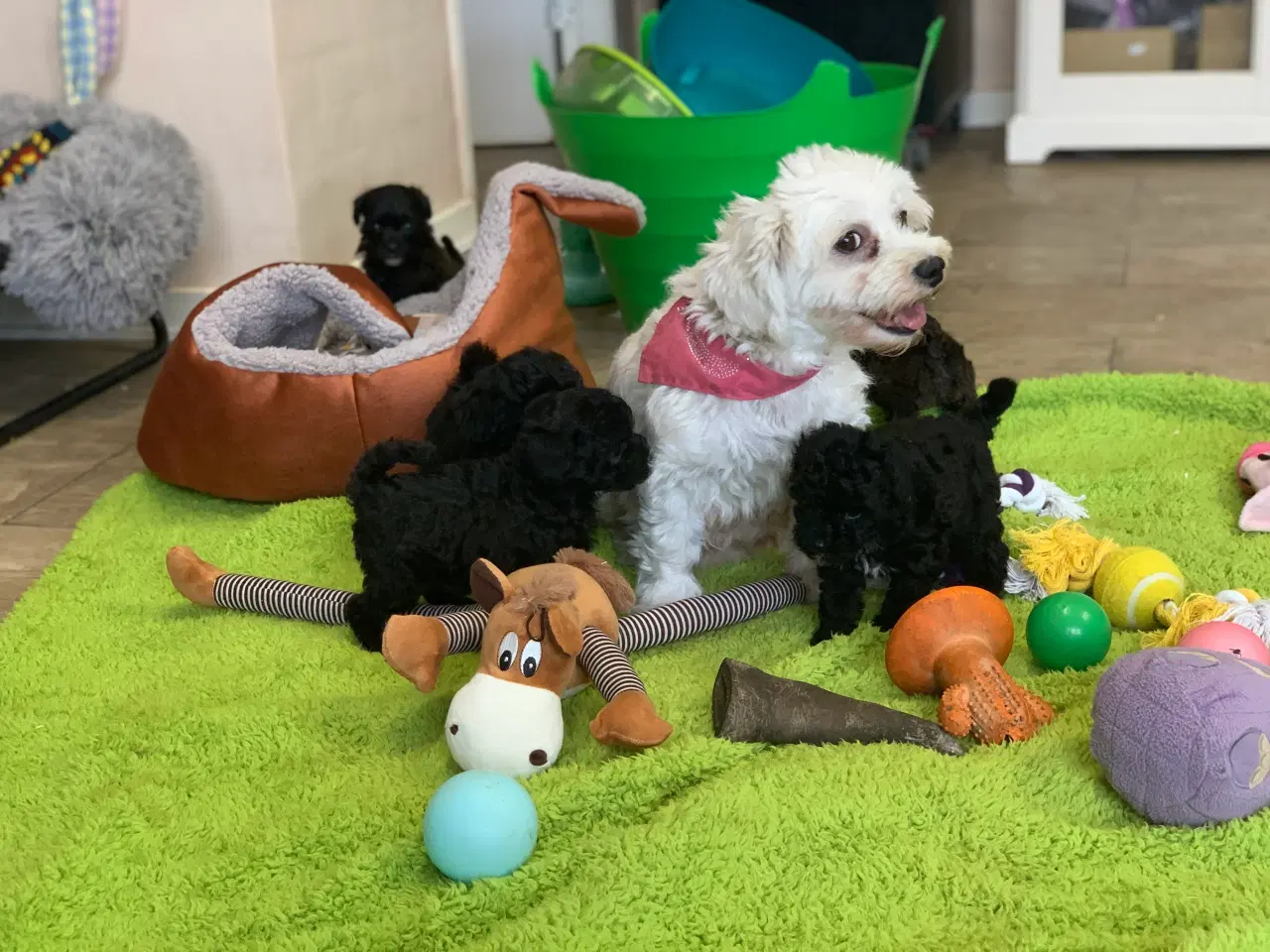 Billede 5 - Mini Maltipoo babyer 