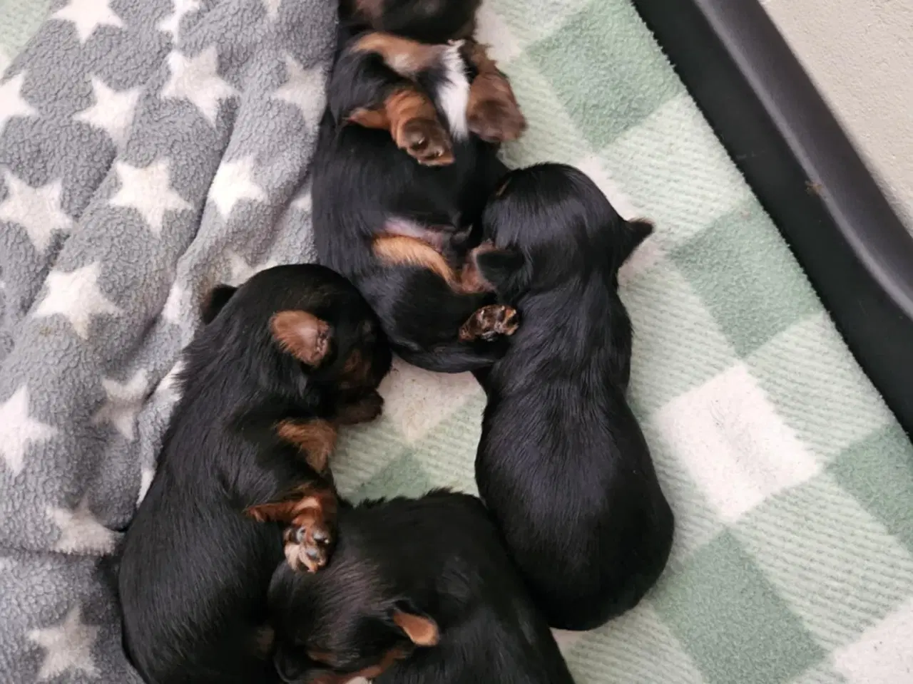Billede 10 - 4 skønne Yorkshire Terrier hvalpe sælges 