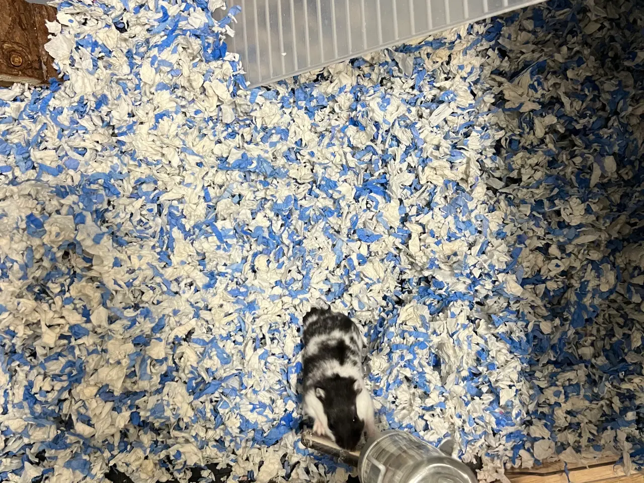 Billede 4 - Bur med hamster 