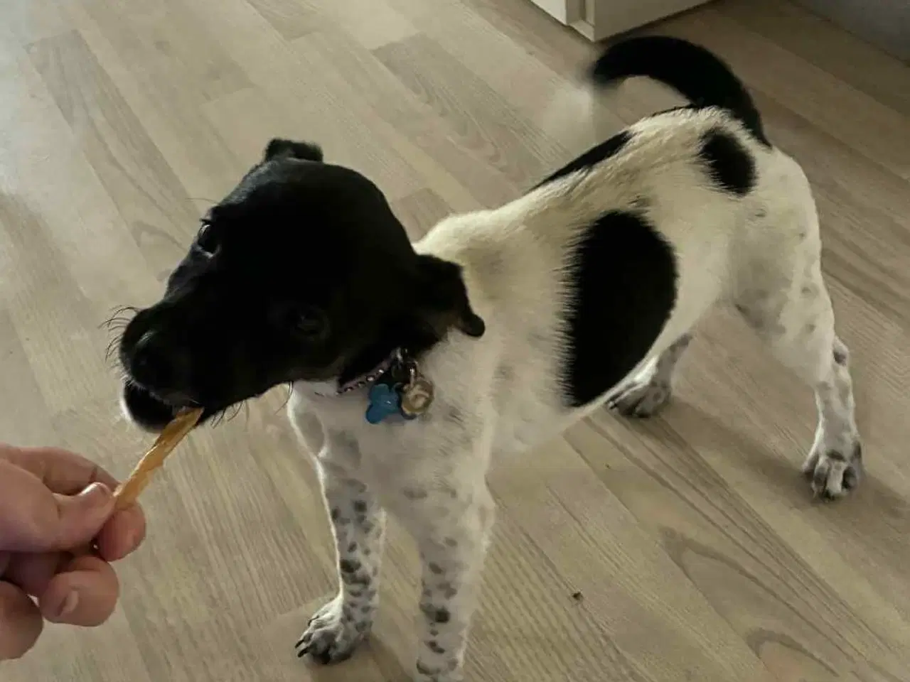 Billede 1 - Dansk svensk gårdhund 