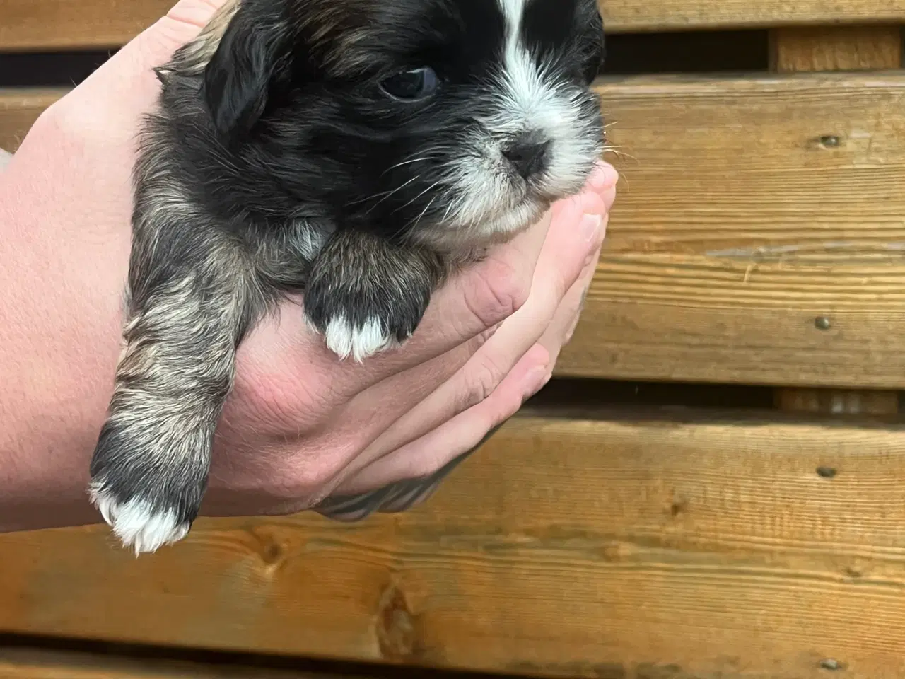 Billede 5 - Skønne Shih tzu hvalpe