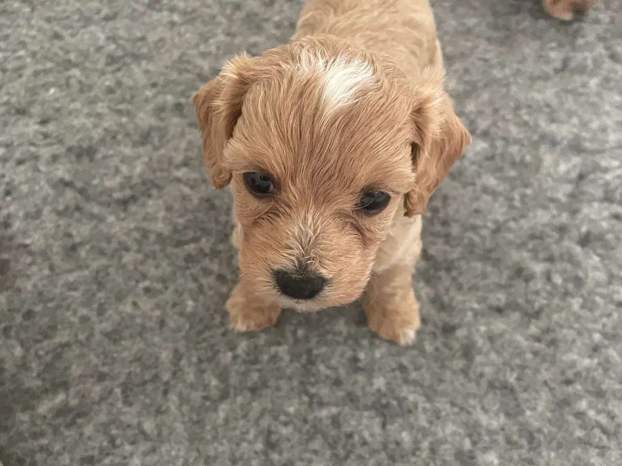 Billede 5 - Maltipoo F1 hvalpe