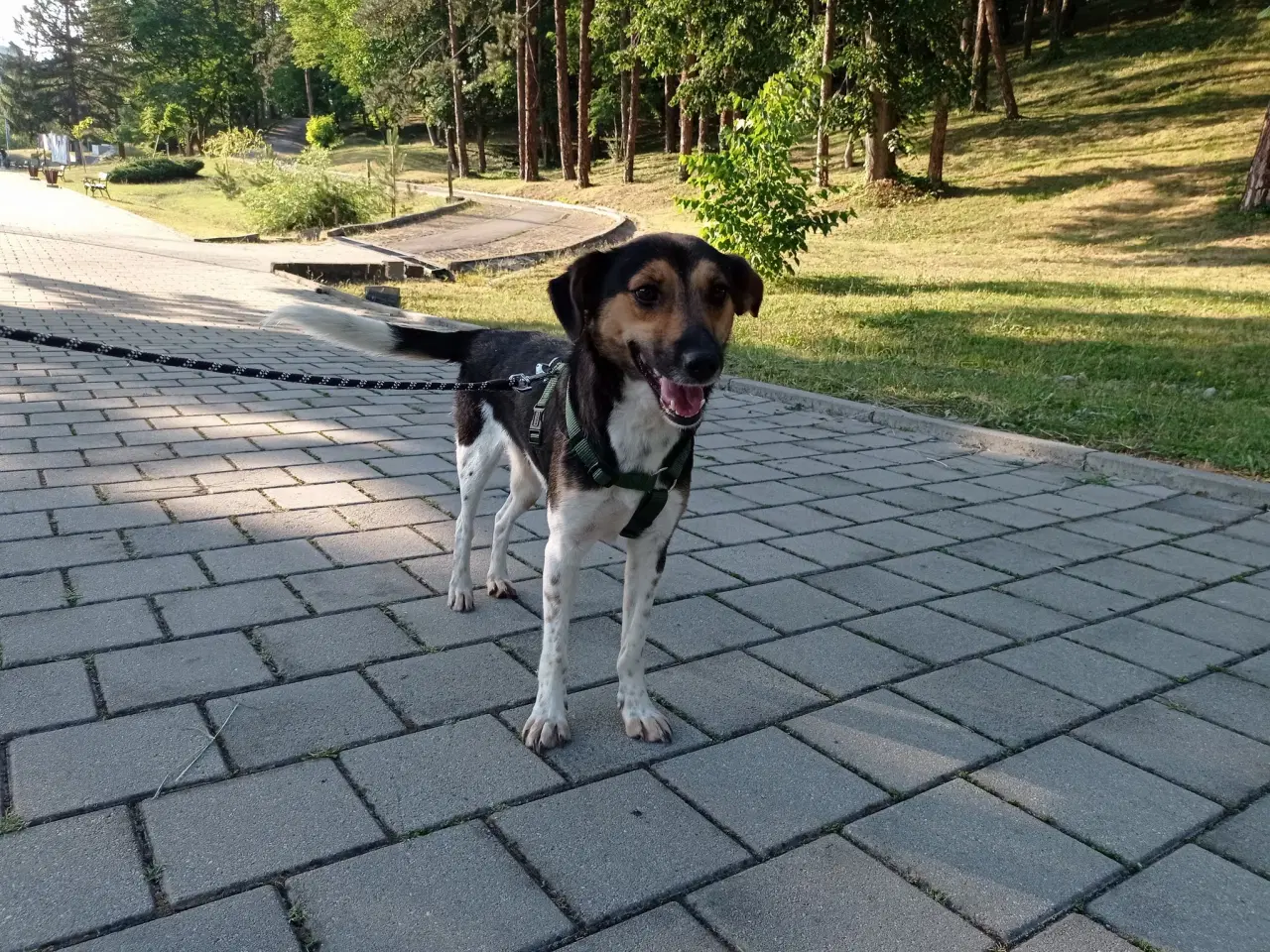 Billede 12 - Lola - kærlig glad ung hund