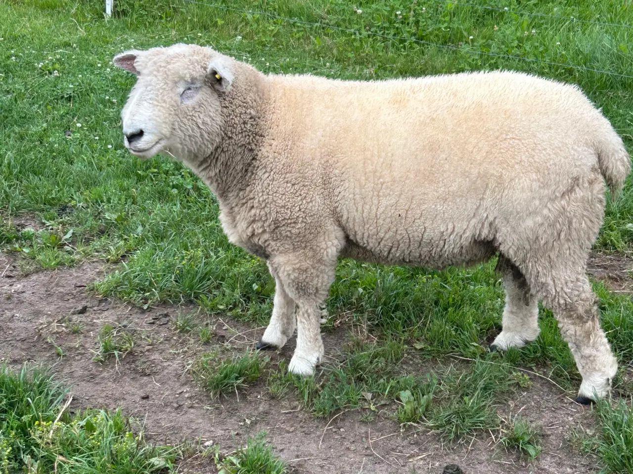 Billede 2 - vædder