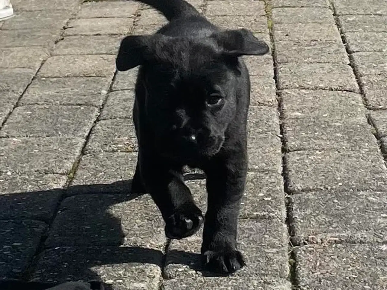 Billede 4 - Ren gammeldags Labrador hvalpe til salg🐾