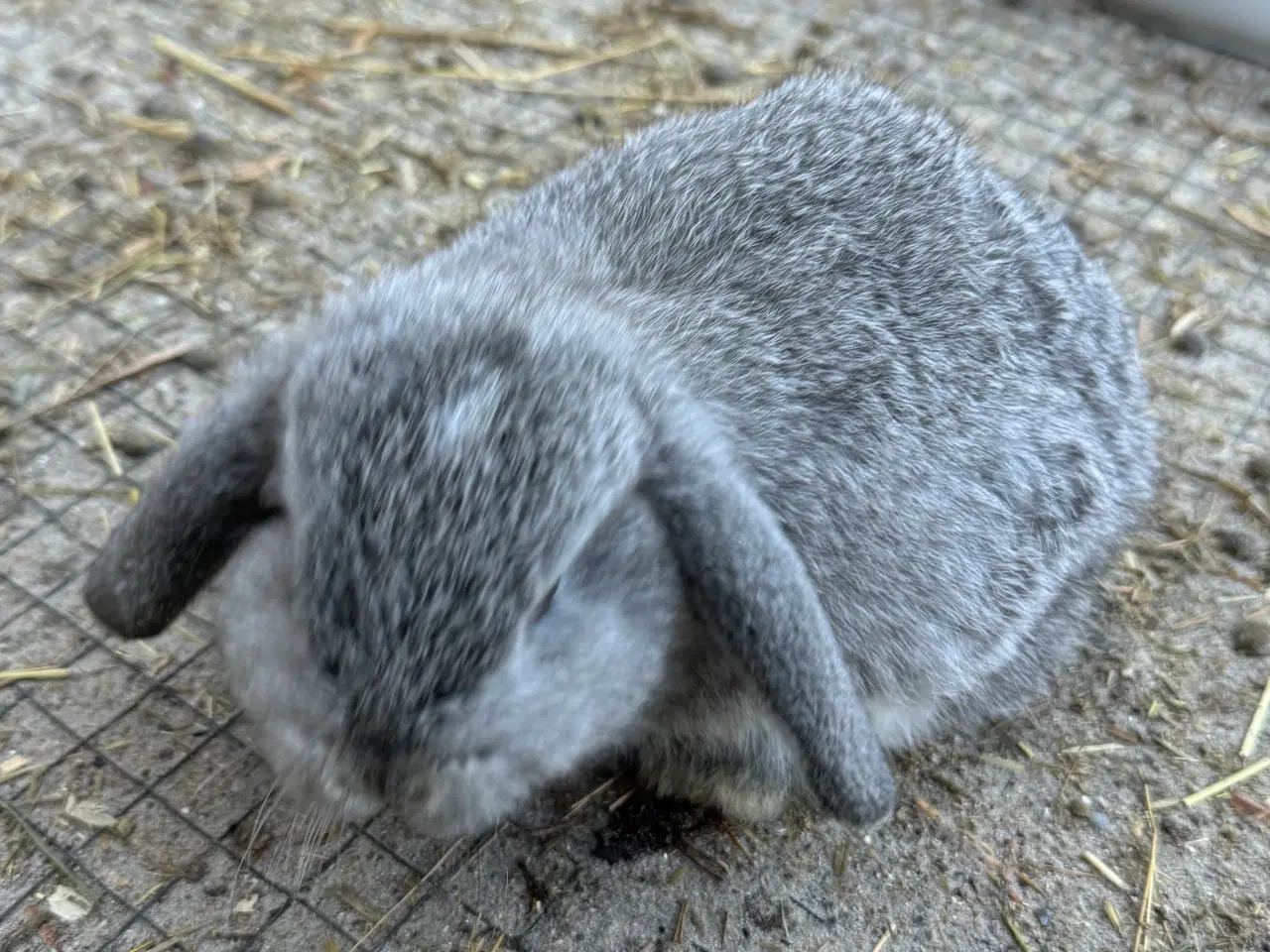 Billede 3 - Mini lop Minilop 