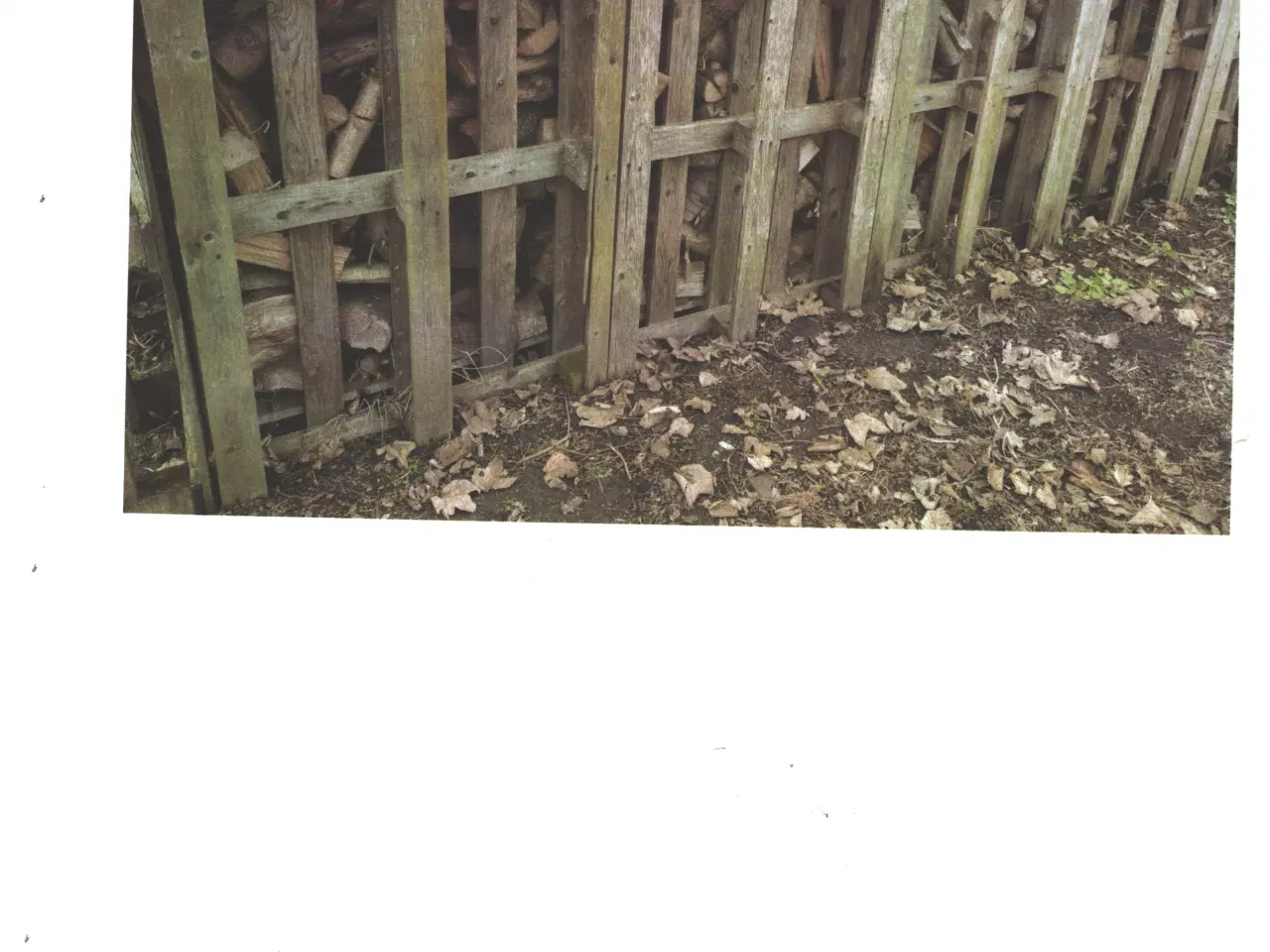 Billede 1 - Nåletræ