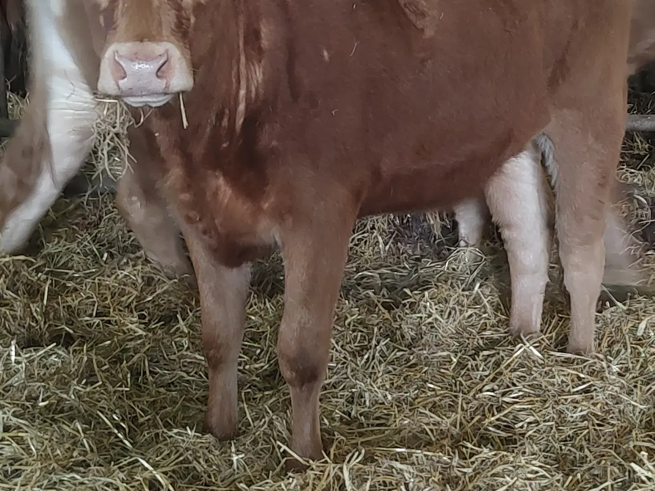 Billede 4 - Kødkvæg
