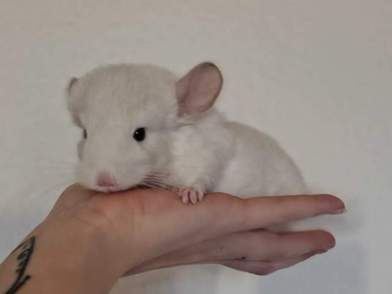 Billede 4 - Tam Chinchilla unge ❤️