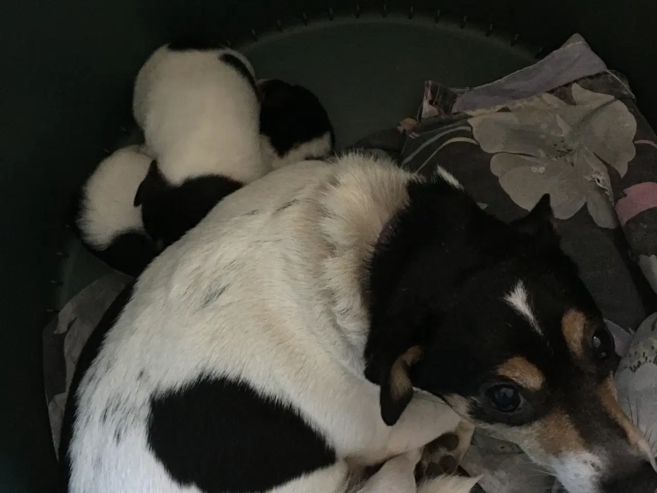 Billede 1 - Dansk-Svenske Gårdhundehvalpe