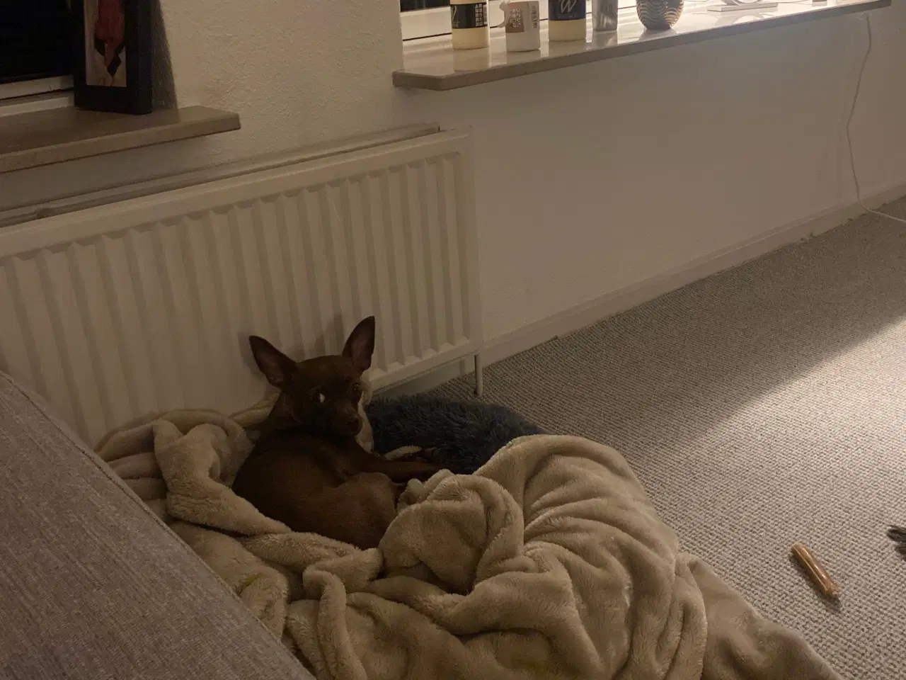 Billede 1 - Lille chihuahua blanding 