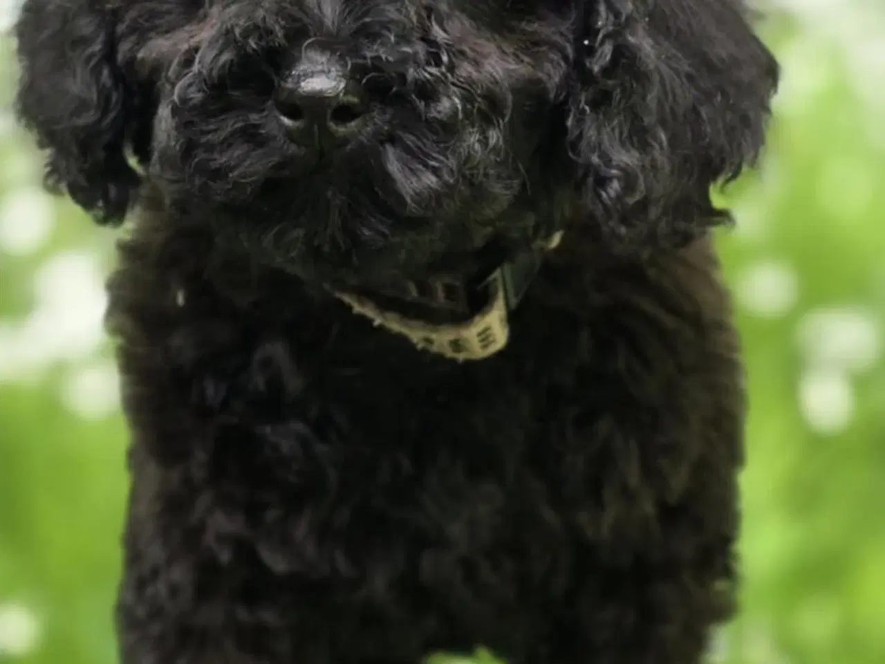 Billede 6 - Doxiepoo F1B