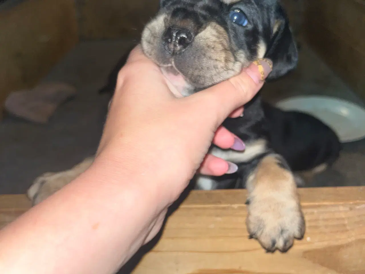 Billede 1 - Engelsk Cocker spaniel og engelsk bulldog blanding