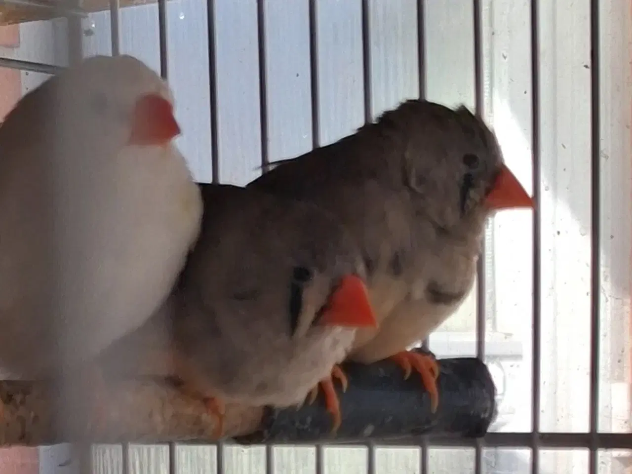 Billede 1 - 3 zeberfinker hunner sælges Evt bytte