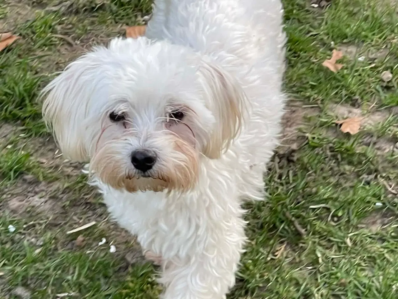 Billede 3 - Malteser pige søger nyt hjem !💗