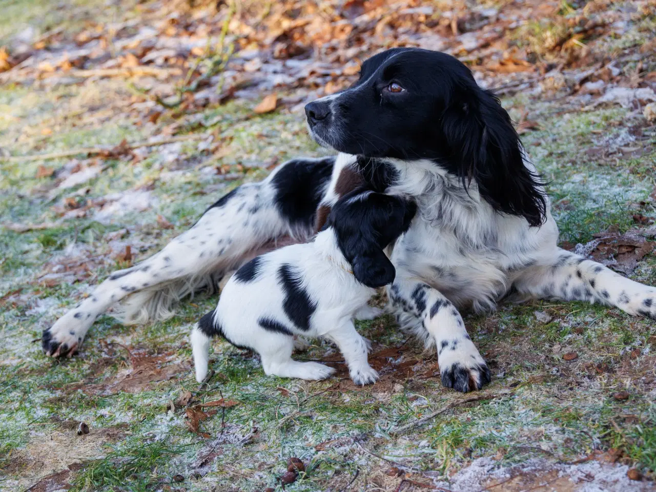 Billede 4 - Skønne jagt og familiehunde