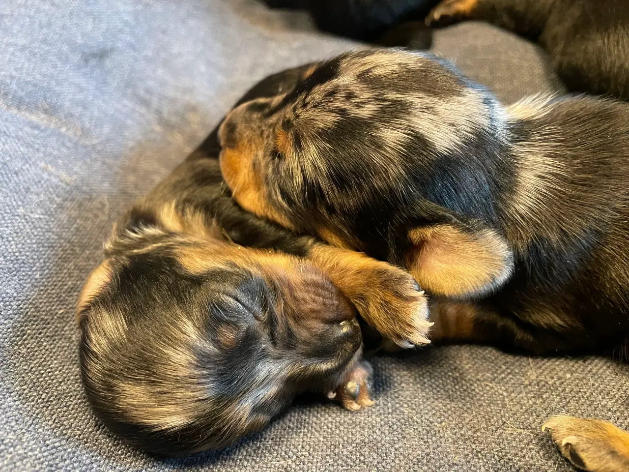 Billede 7 - Lækre Prazsky krysarik hvalpe 