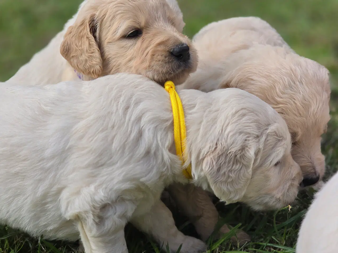 Billede 4 - Goldendoodle hvalpe søger nyt hjem.