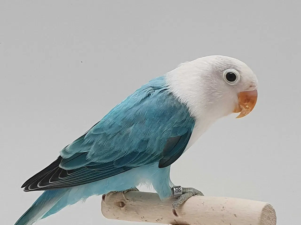 Billede 1 - Blå Opaline Dværgpapegøje 