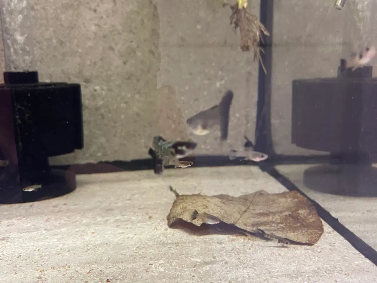Billede 4 - Black Cobra Guppyer 