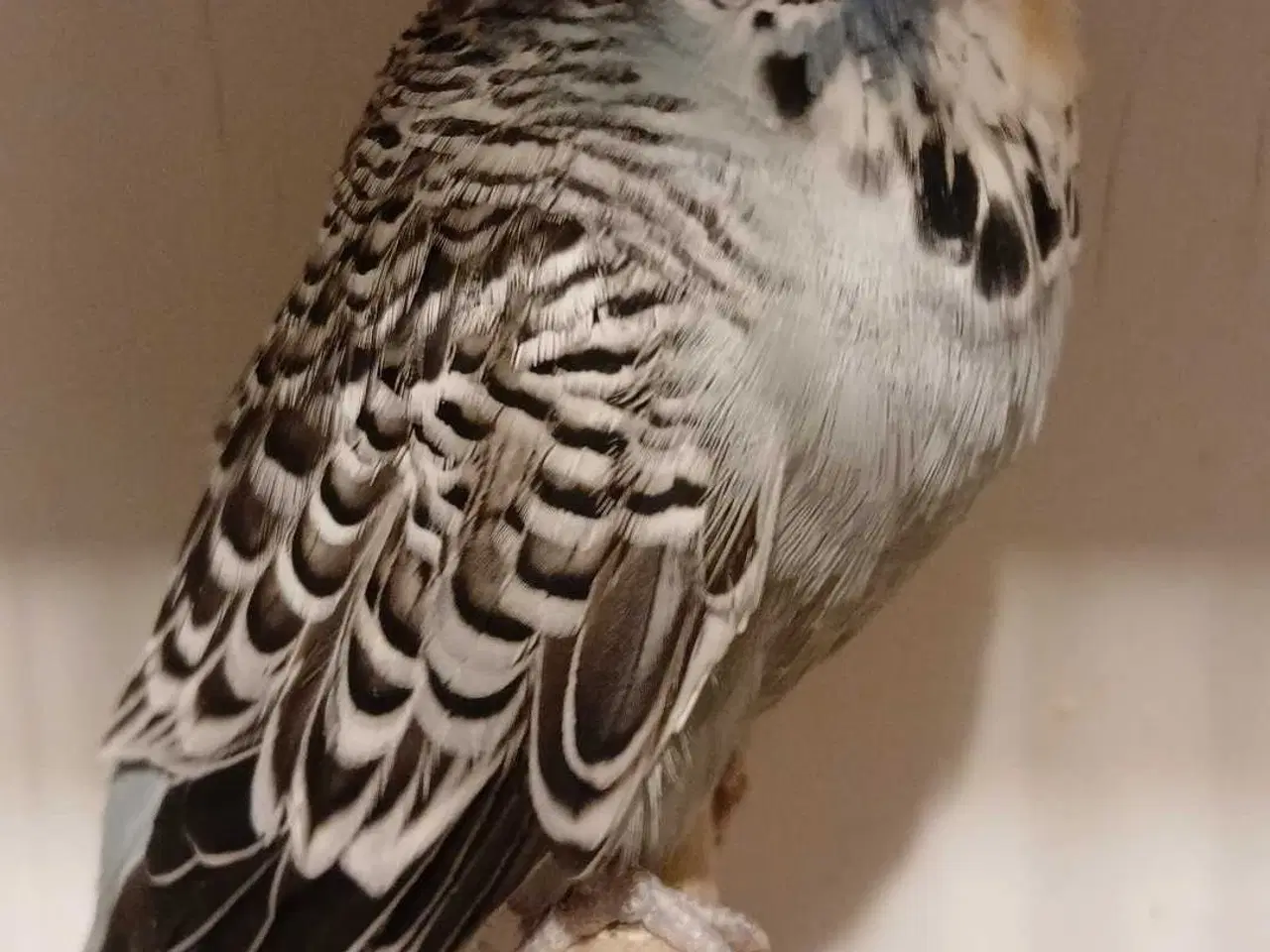 Billede 6 - 1 par Engelske undulater